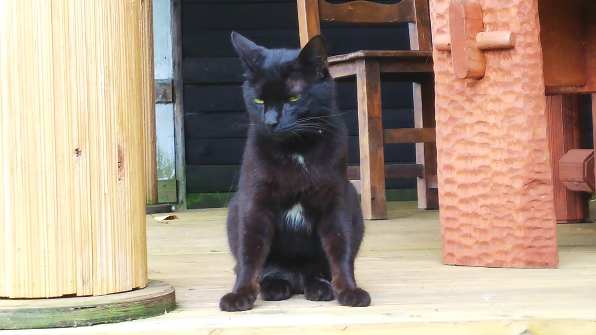 猫　黒猫　ツキノワ