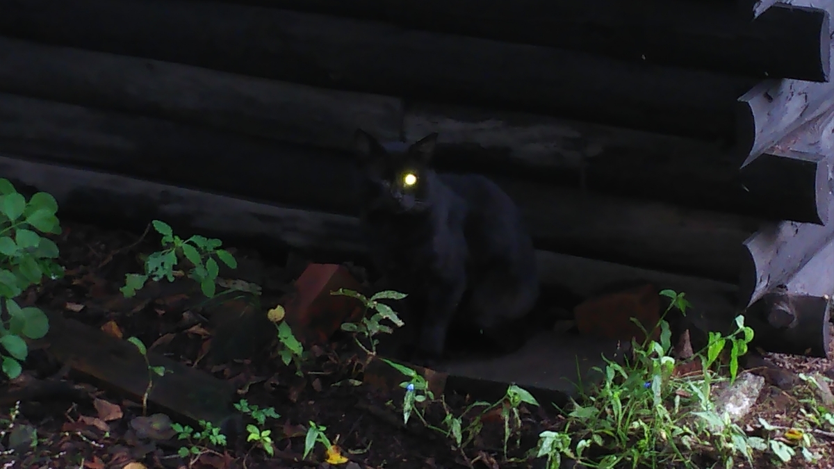 猫 黒猫 ボス猫 政宗