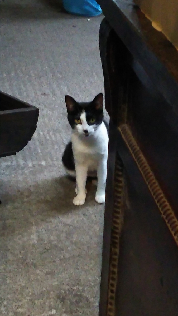 猫 八割れ 白黒