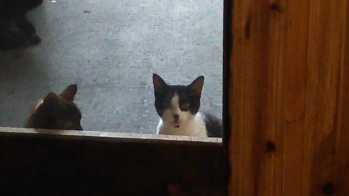 猫 八割れ かわいい