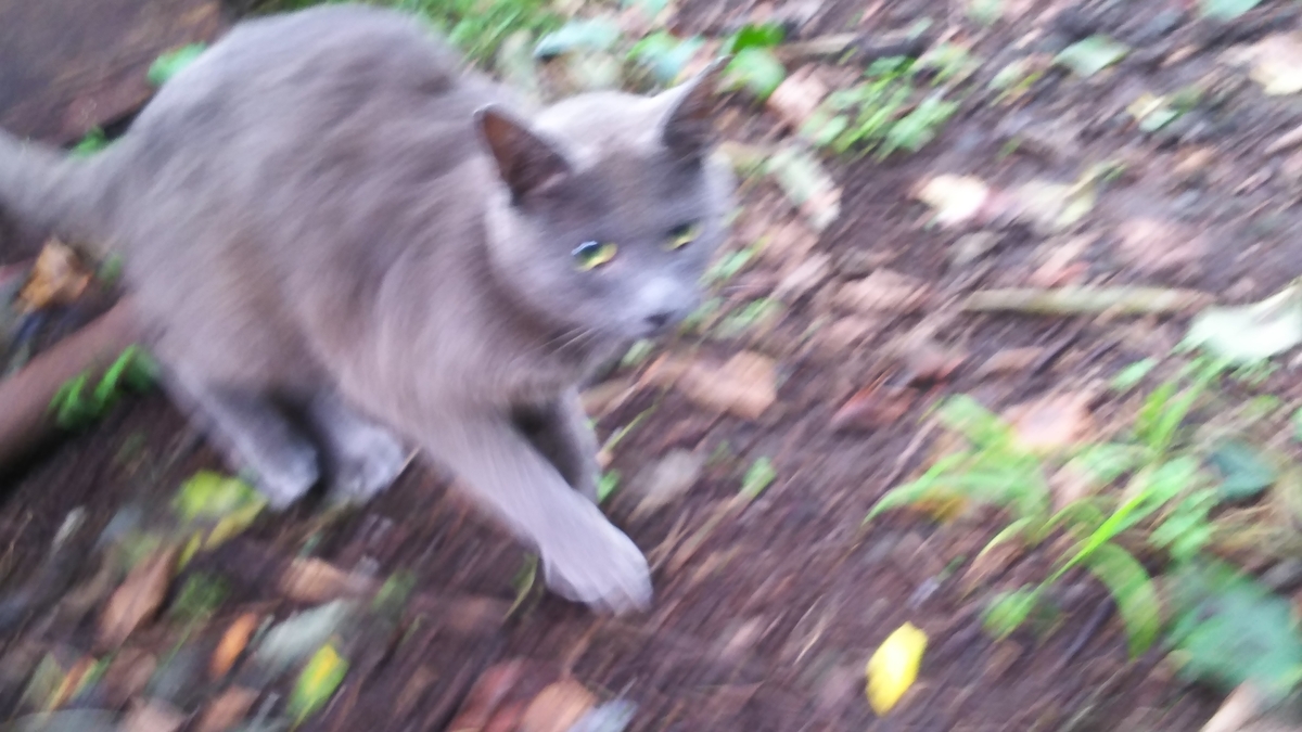 灰猫 怖がり