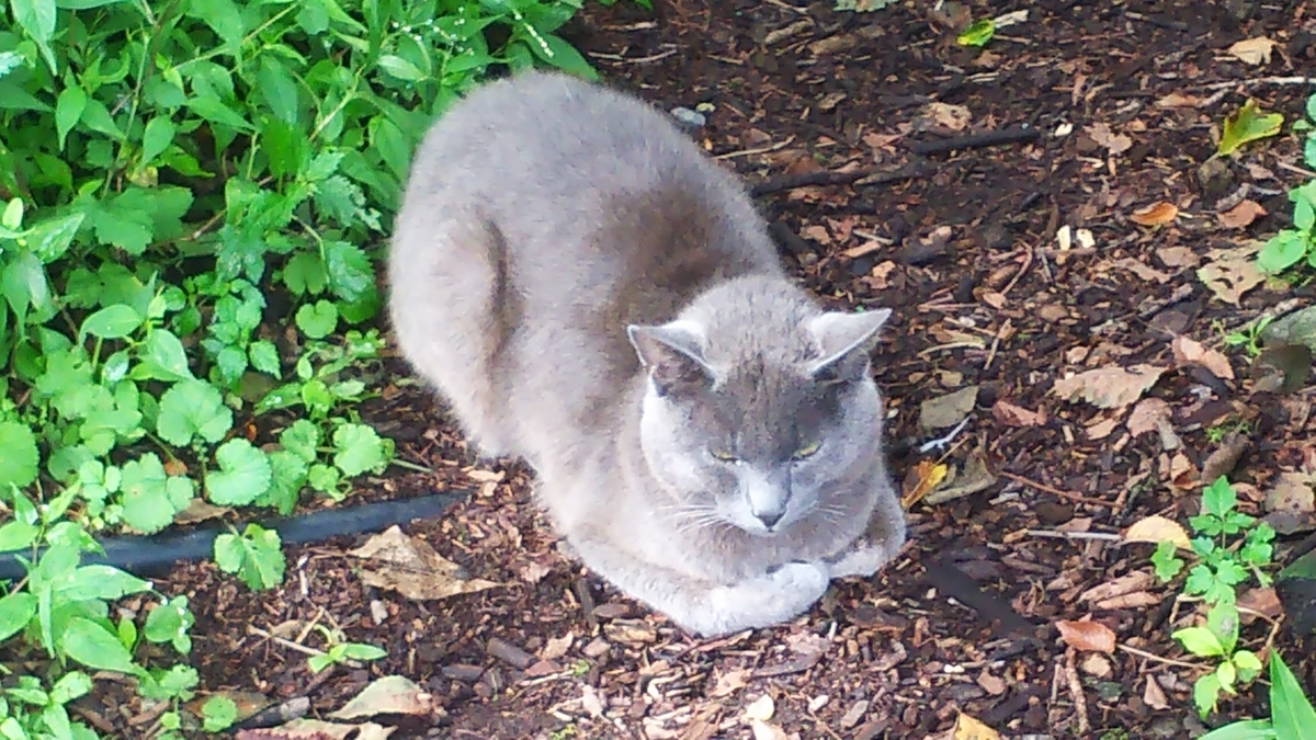 猫 灰柄 香箱座り