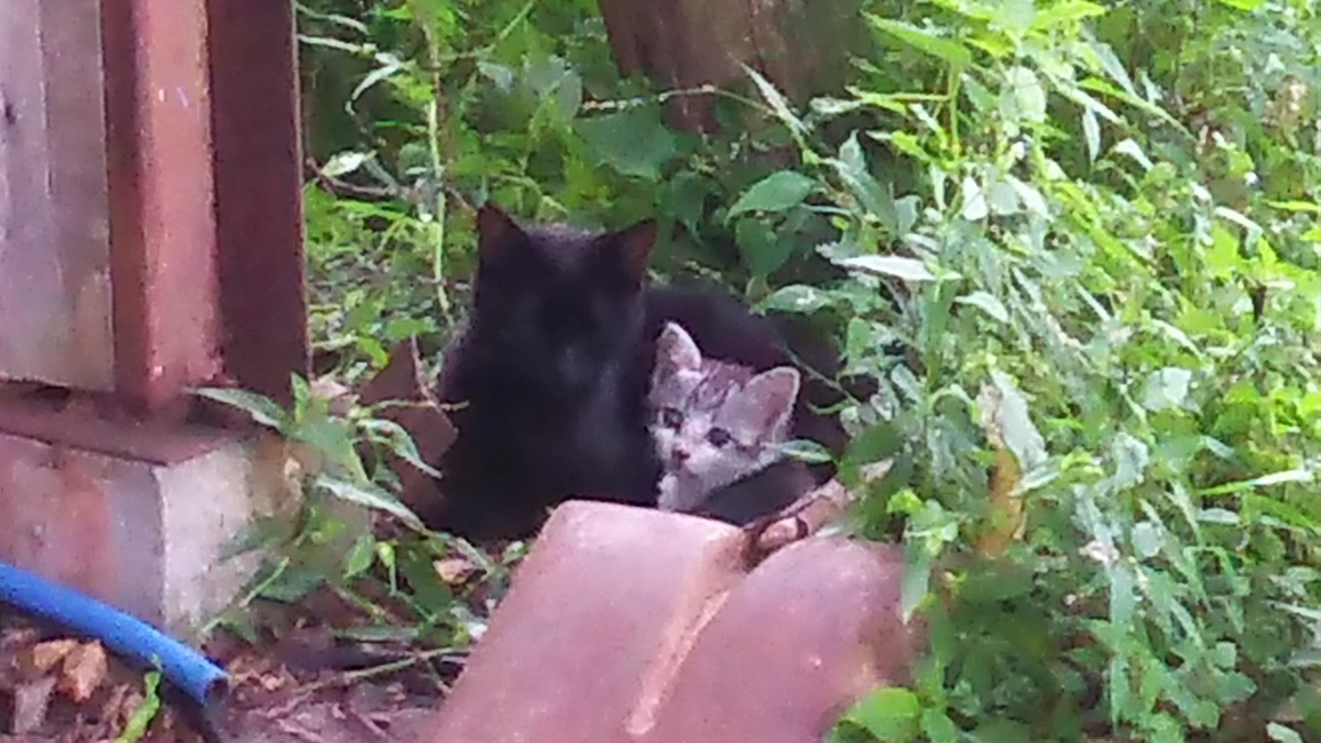 子猫　かわいい