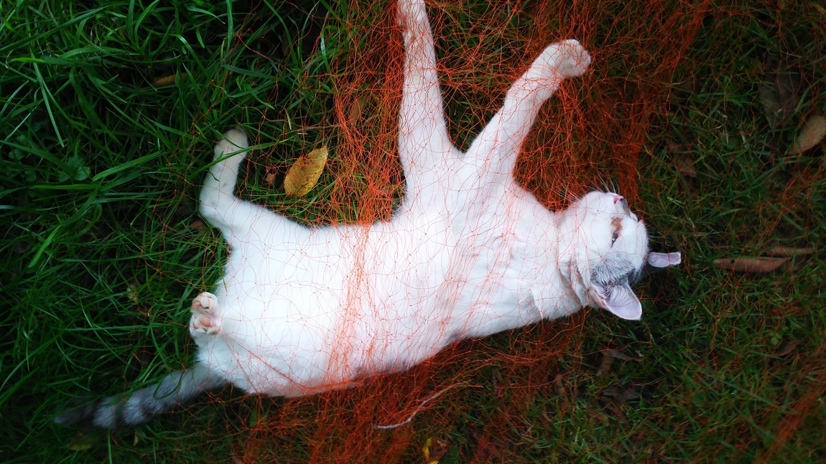 猫　網　じゃれる