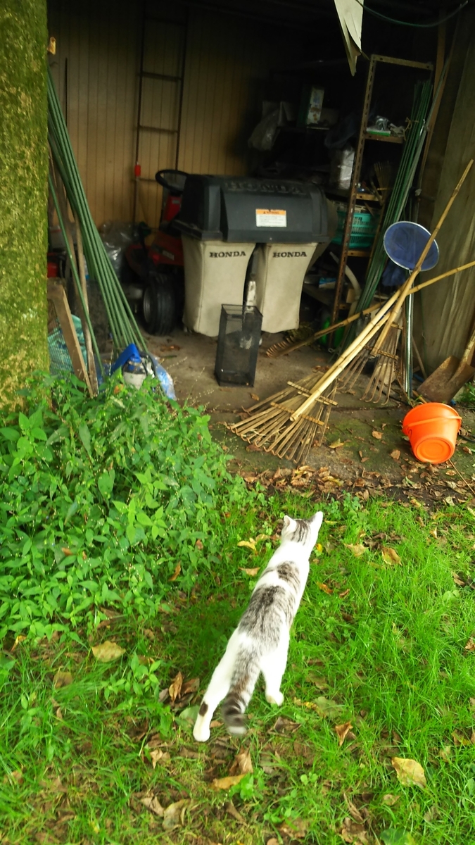 猫　父猫