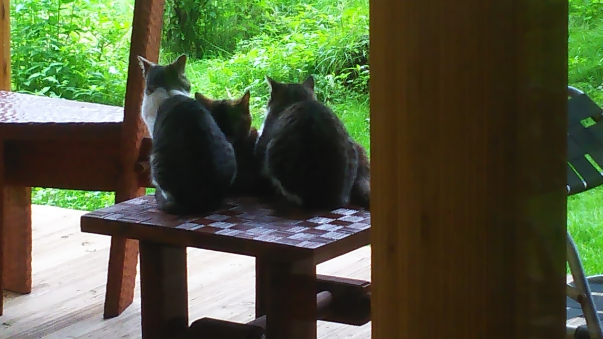 猫　仲良し
