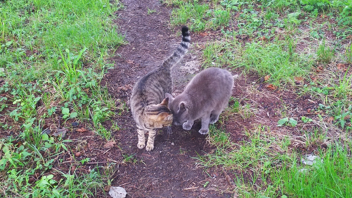 猫 仲良し キジトラ 灰柄