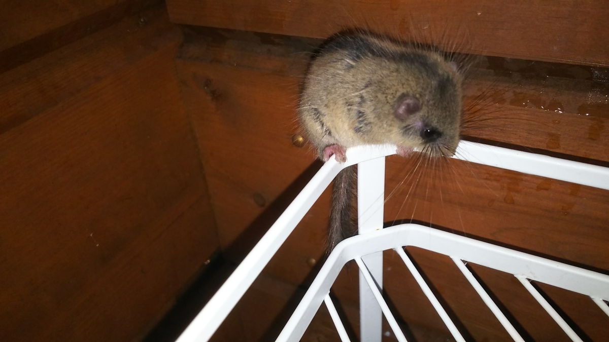 ヤマネ 天然記念物