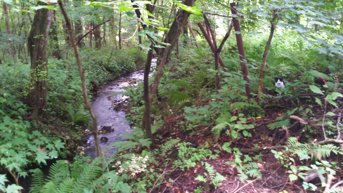 ヤマネ 森 浅間山
