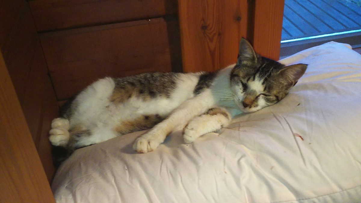 猫 寝る 寝てる