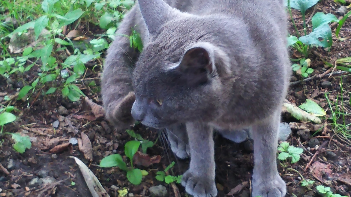 灰柄猫　優しい　オス