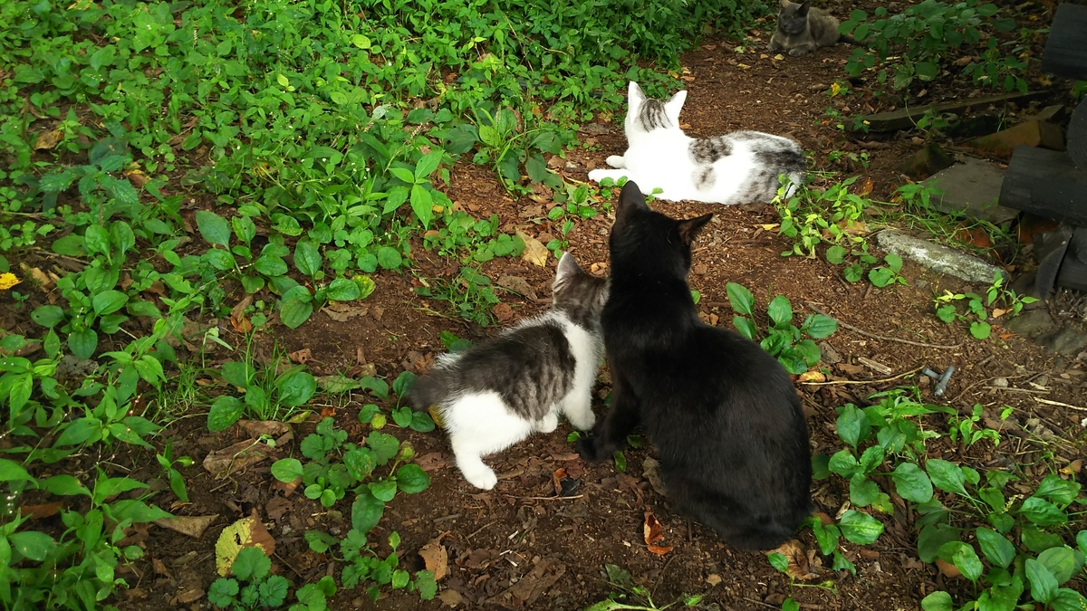 猫 母猫 子猫