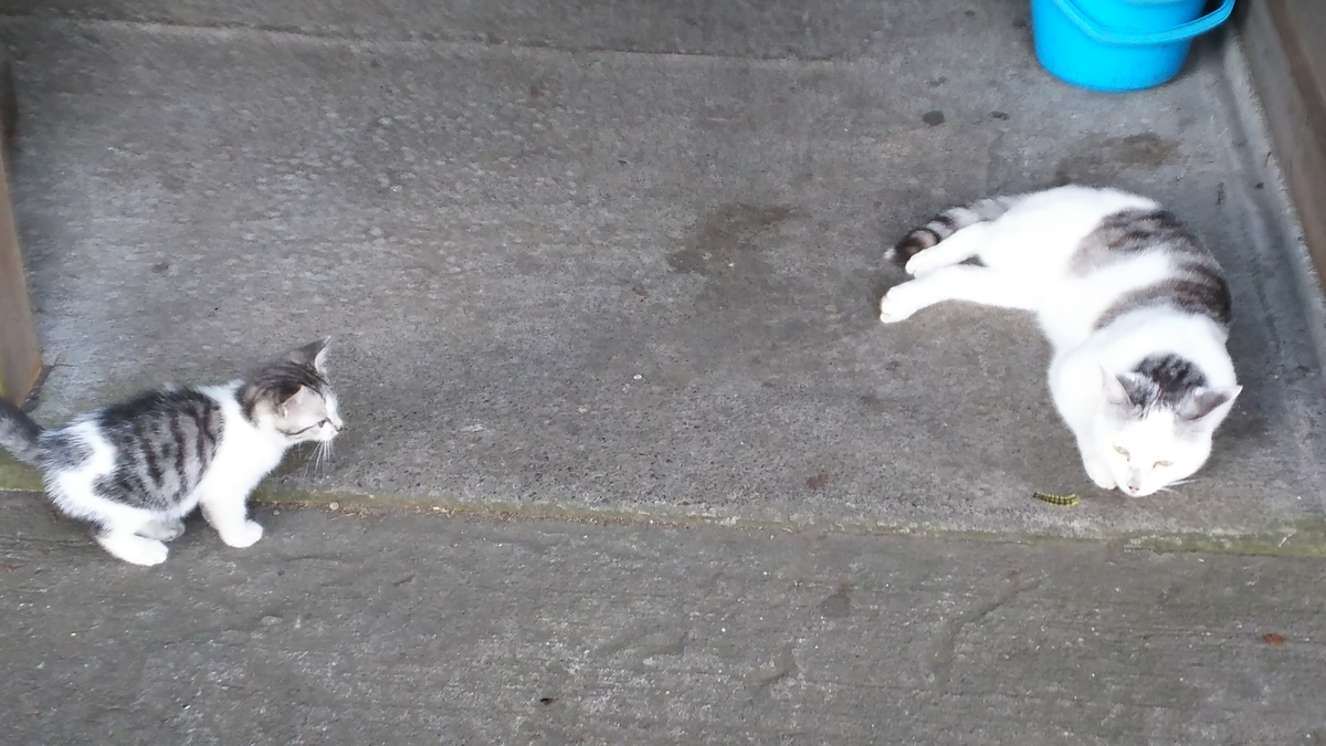 猫 子猫 サバ白