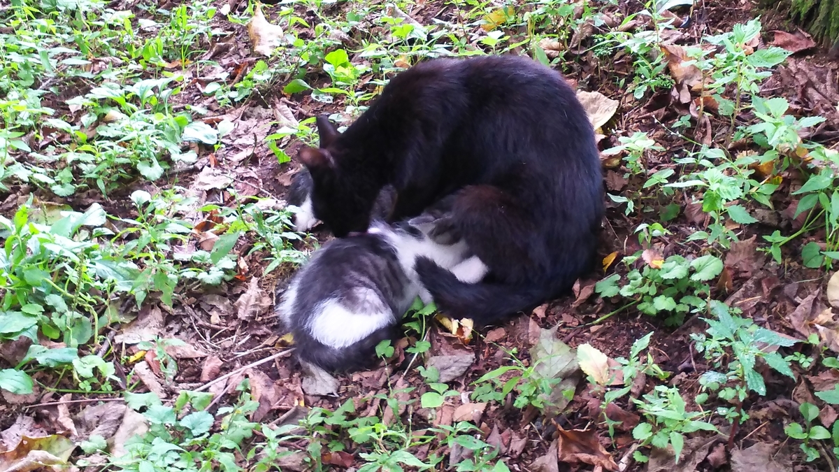 母猫 子育て