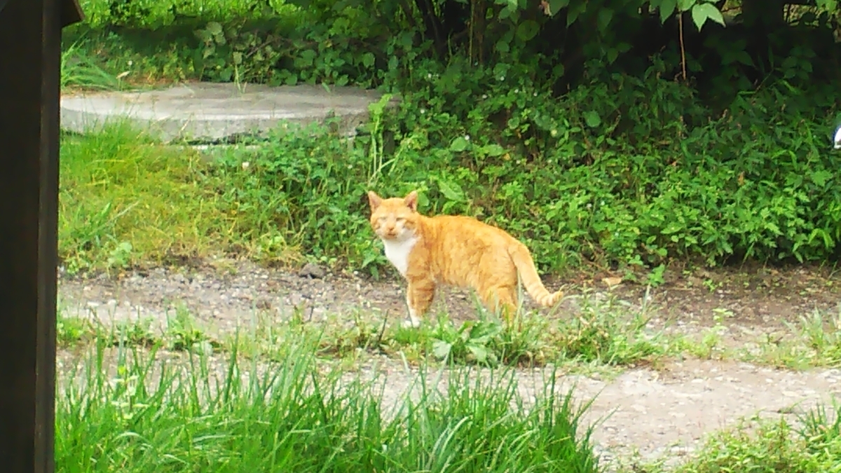 猫 茶白 ボス猫