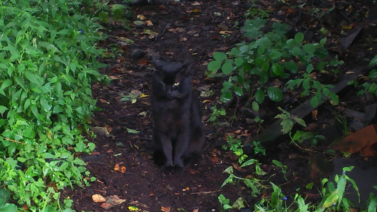 猫 ボス猫 黒猫
