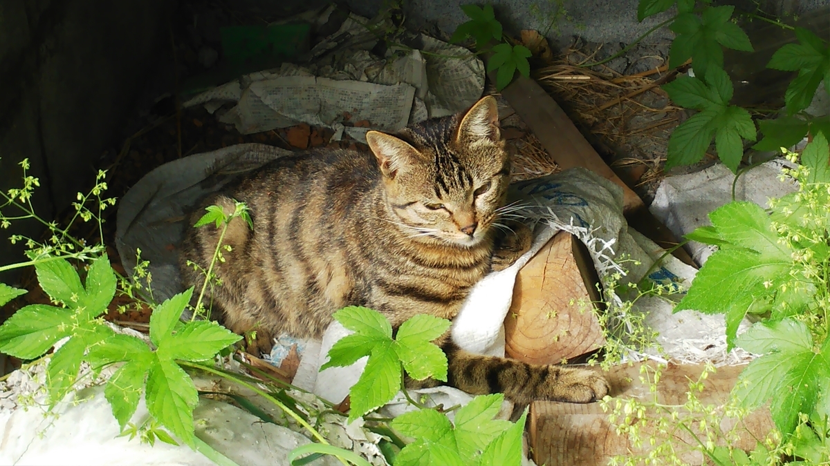 f:id:oww1231:20190909215318j:plain f:id:oww1231:20190909215318j:plain