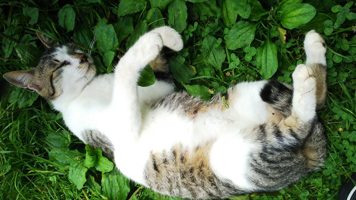 f:id:oww1231:20190909220106j:plain f:id:oww1231:20190909220106j:plain