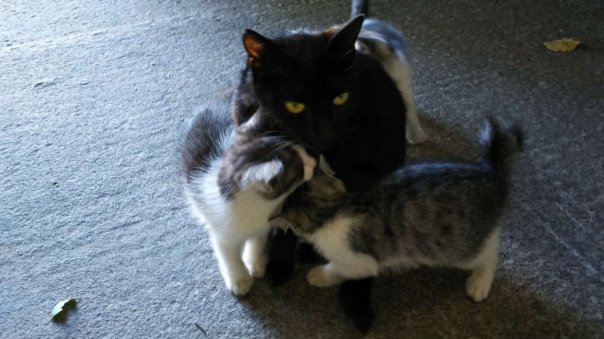 f:id:oww1231:20190909221747j:plain f:id:oww1231:20190909221747j:plain