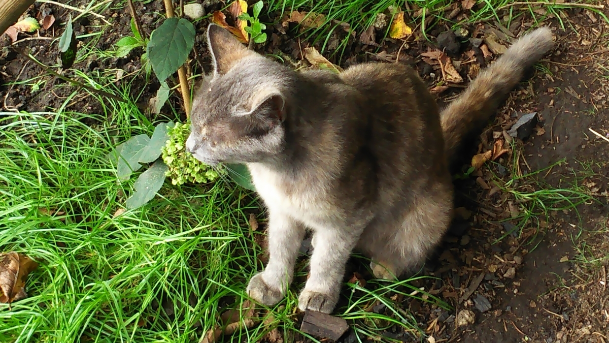 f:id:oww1231:20190909222209j:plain f:id:oww1231:20190909222209j:plain