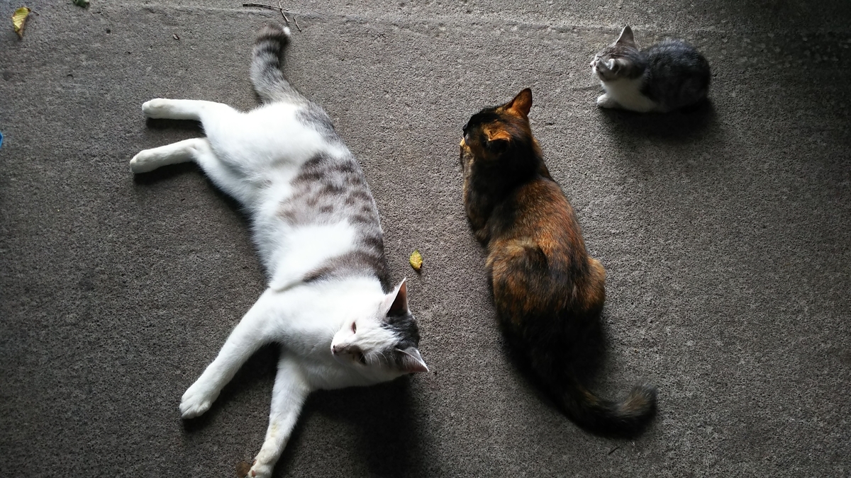 f:id:oww1231:20190909223438j:plain f:id:oww1231:20190909223438j:plain