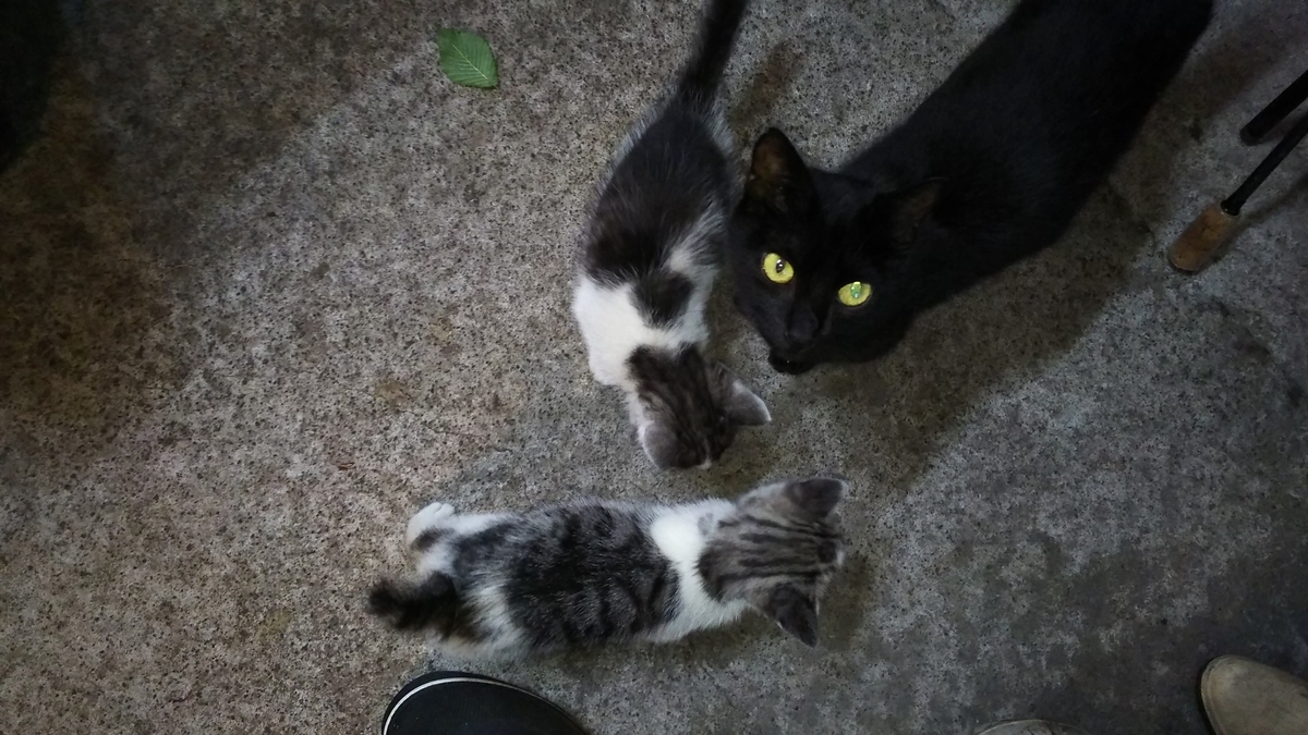 f:id:oww1231:20190909224040j:plain f:id:oww1231:20190909224040j:plain