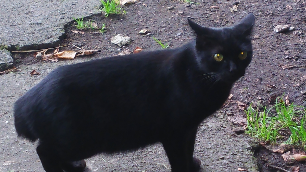 黒猫 ボブテイル