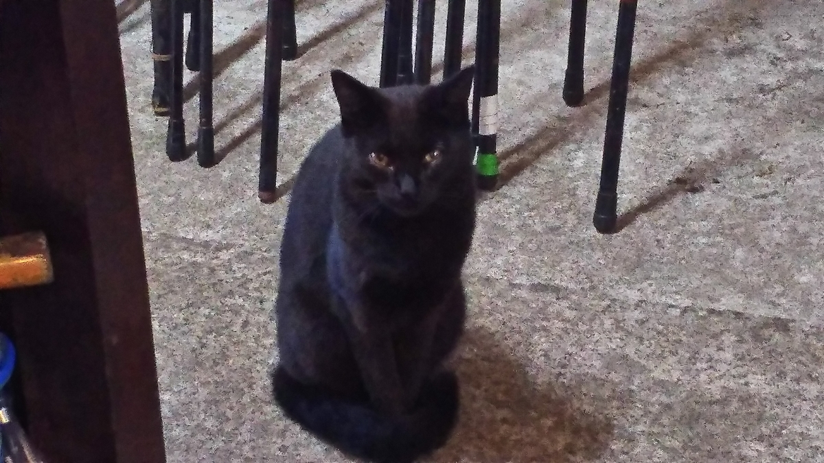 黒モフィー 謎