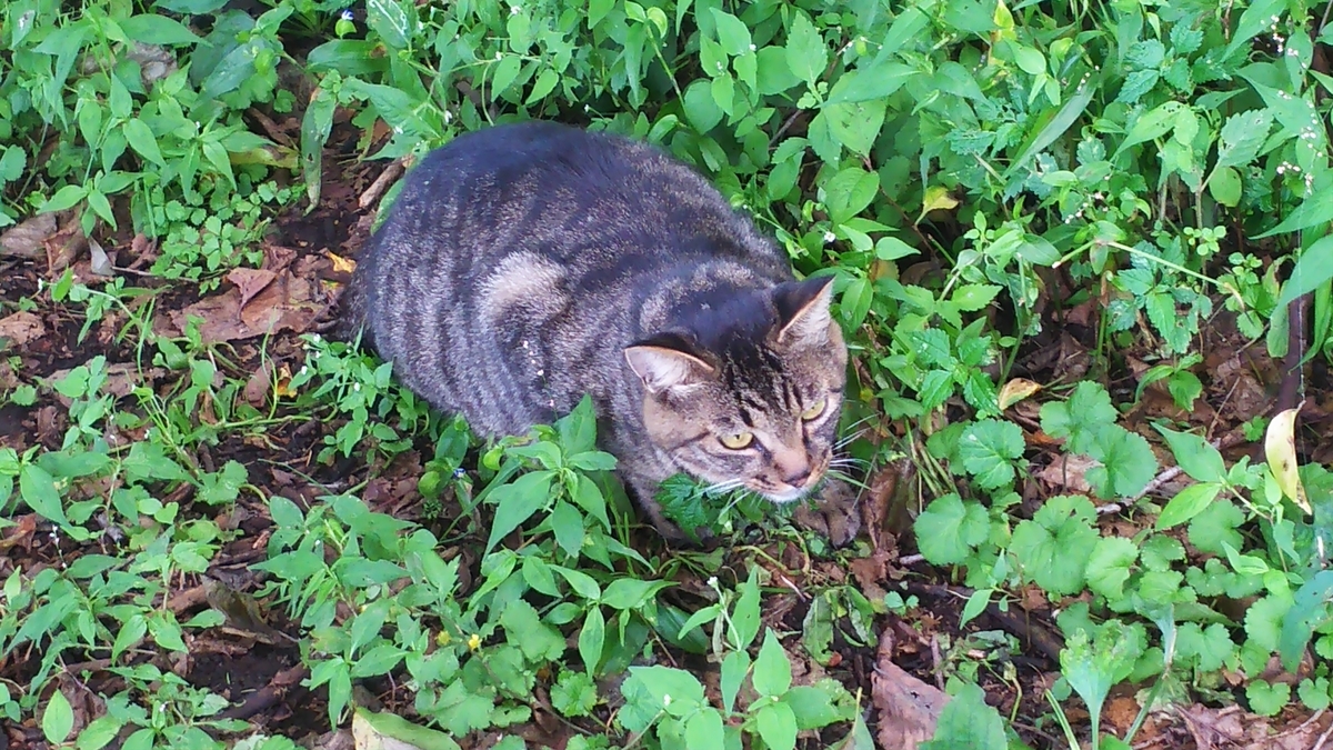猫　キジトラ　おにぎり　凶暴