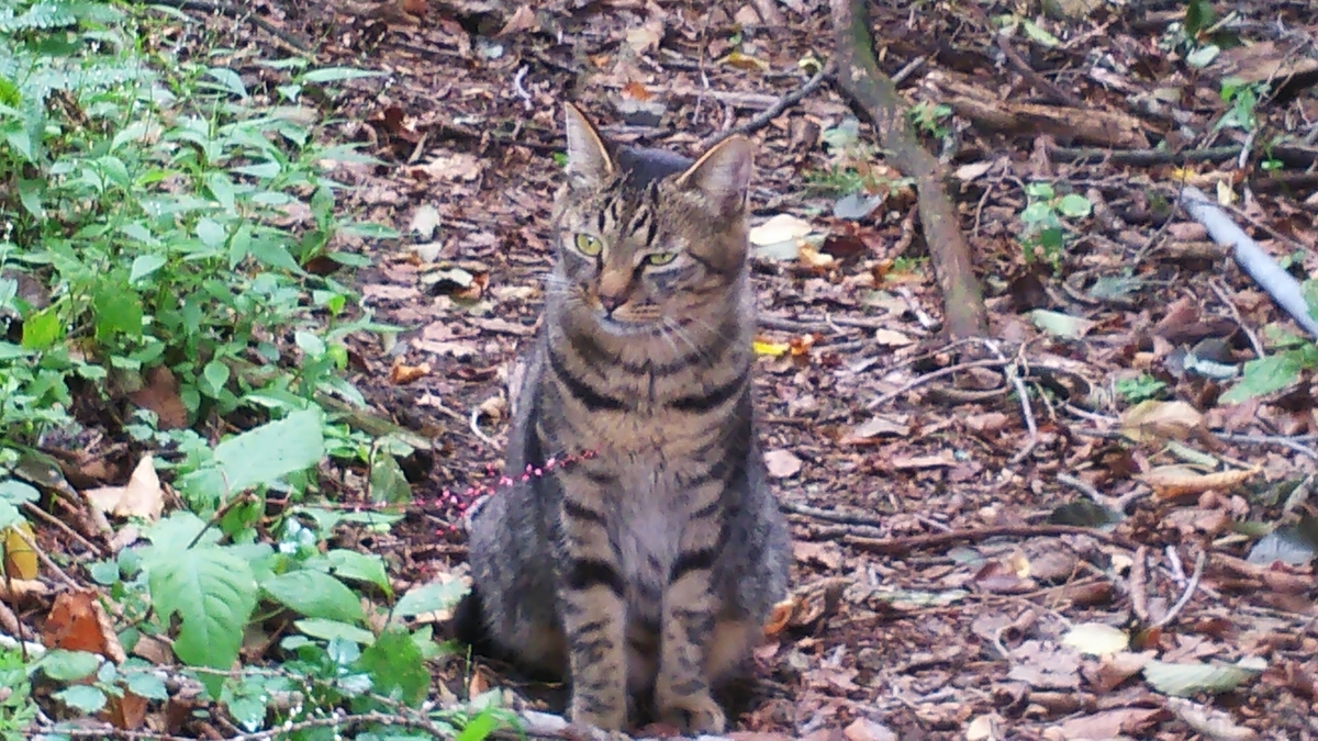 猫　キジトラ　凶暴