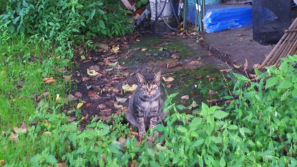 猫　キジトラ