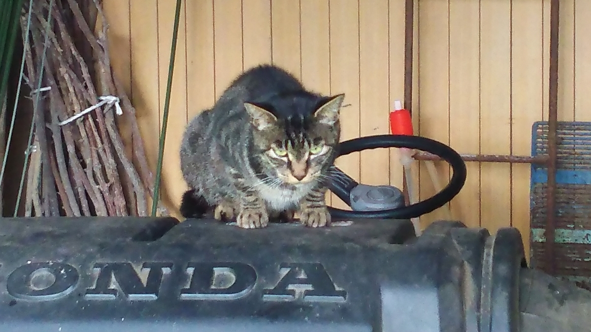 猫　キジトラ