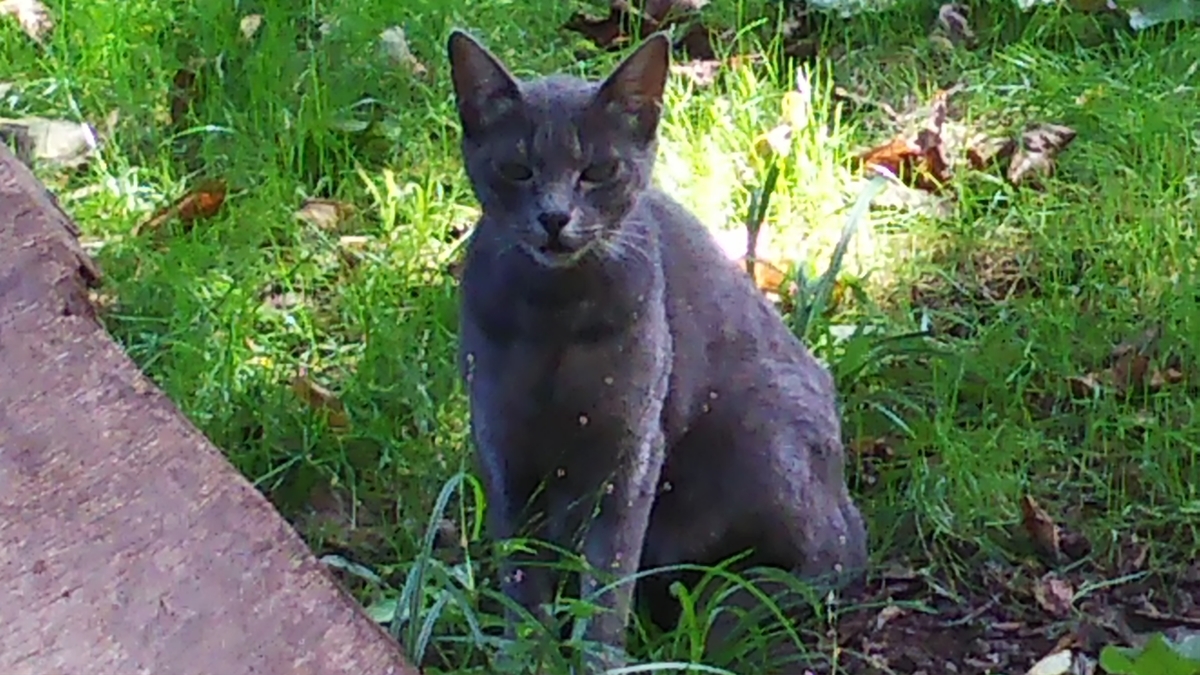 灰柄猫　トラ模様　謎