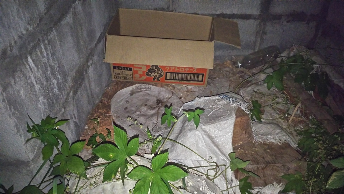 猫 段ボール 入らない