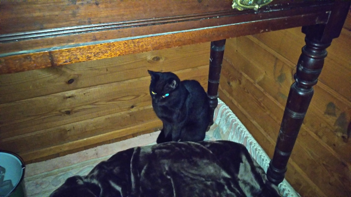 黒猫 家