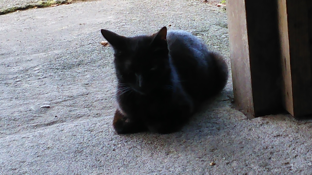 香箱座り 黒猫