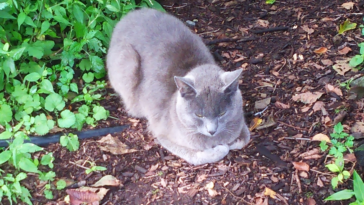 香箱座り