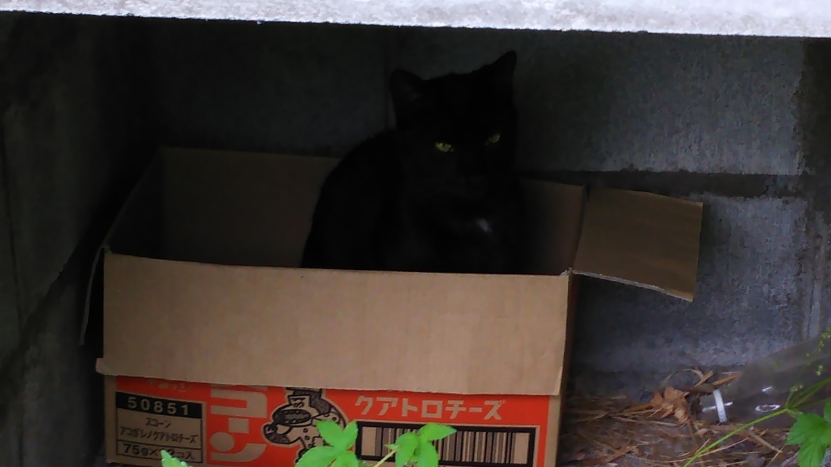 黒猫　段ボール