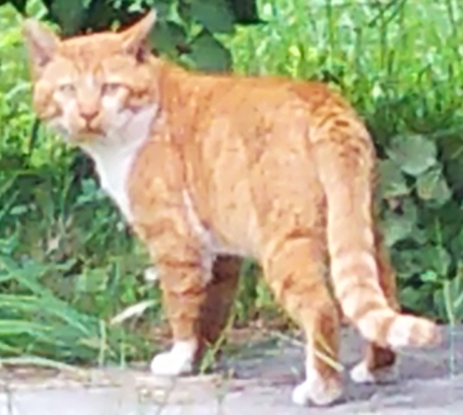 ボス猫　茶白　でかい