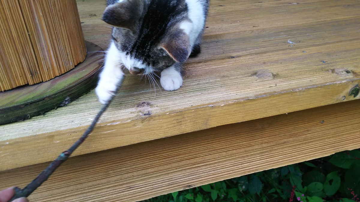 猫 ぷにみ