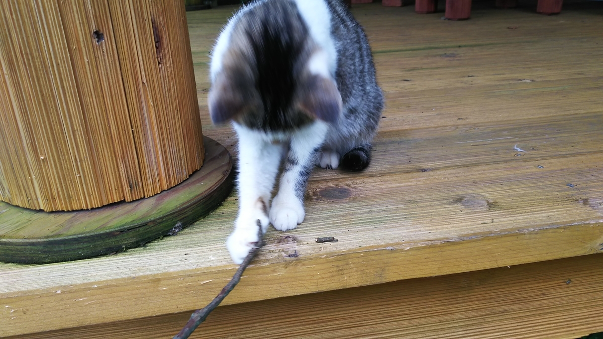猫 ぷにみ