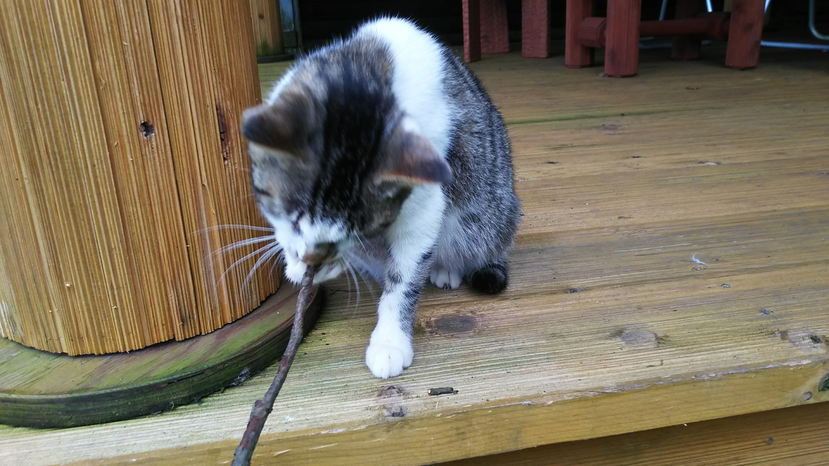 猫 遊ぶ キジ白