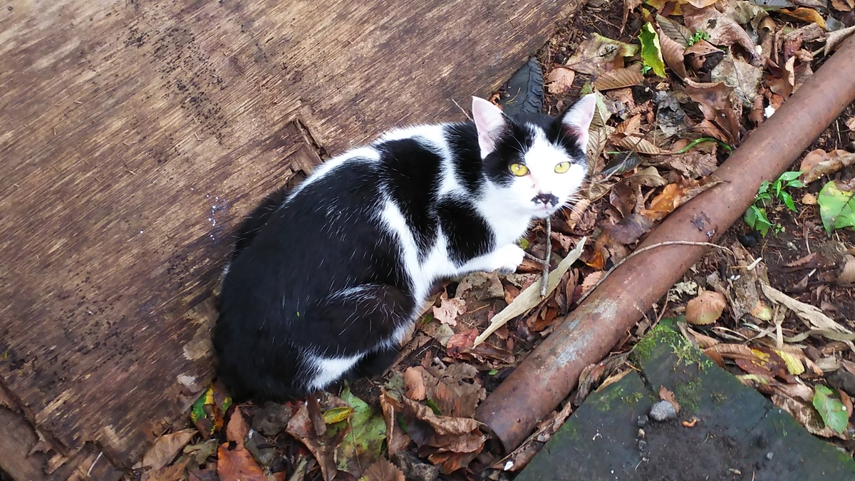 ハンニャ　白黒猫