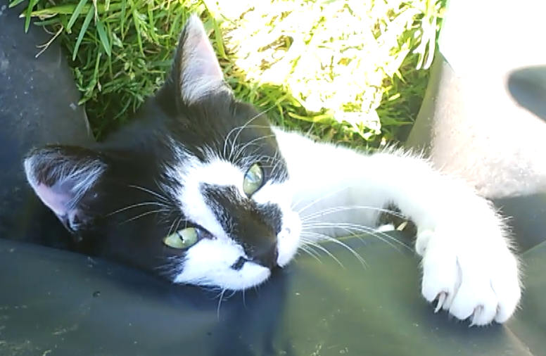 オチビ　かわいい　白黒猫