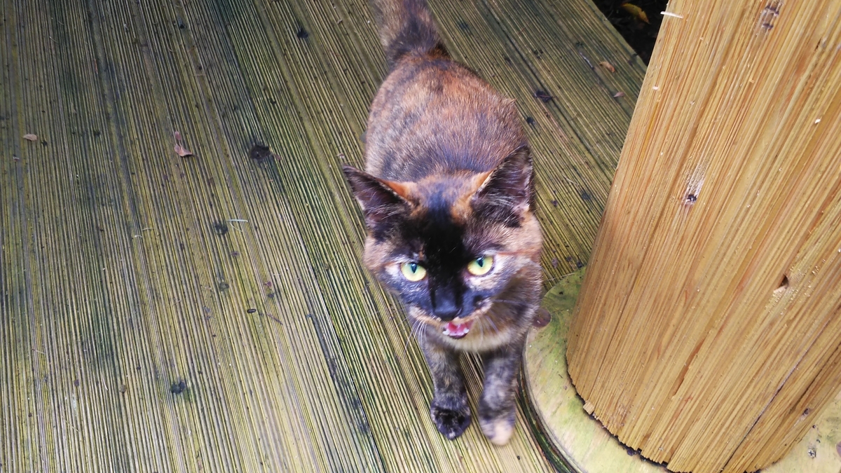 サビ猫　マスク