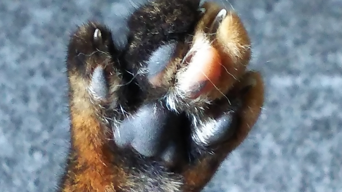 猫　肉球　さび