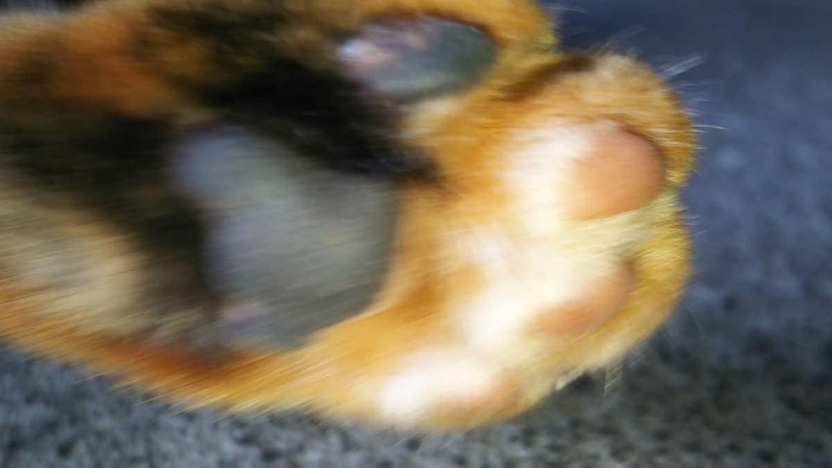猫 肉球 サビ柄