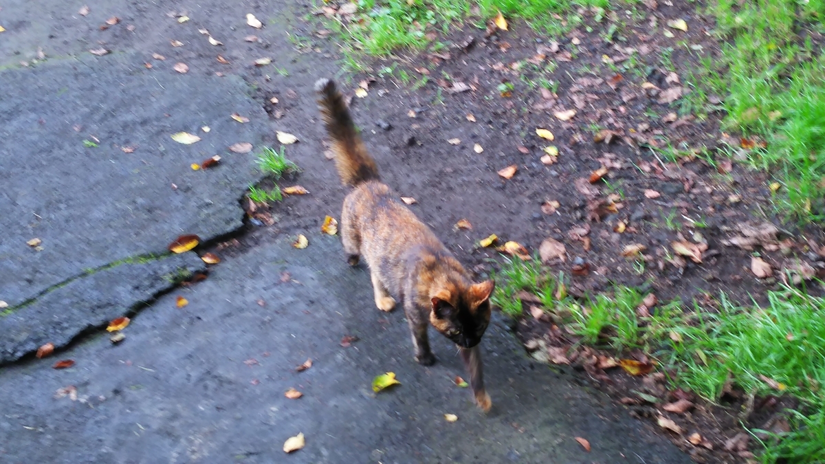 サビ猫　わがまま　おてんば