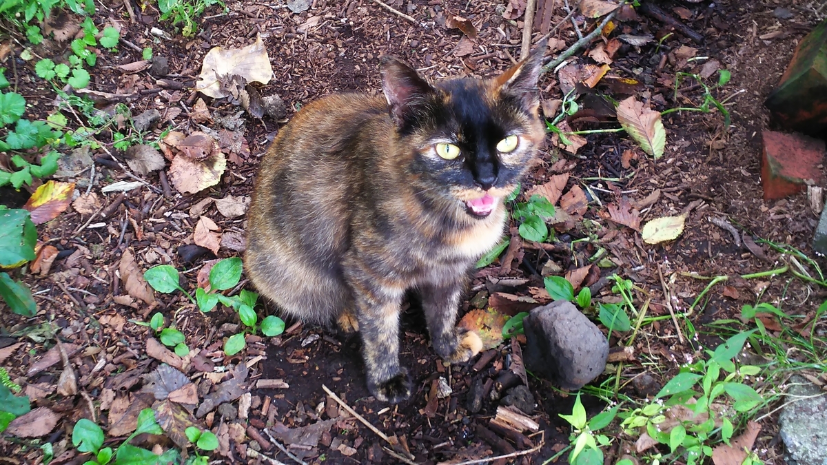 サビ猫　わがまま