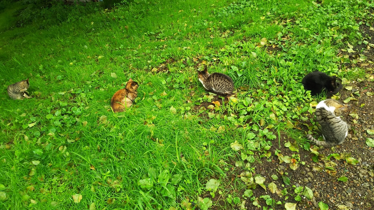 猫　ウメ一派